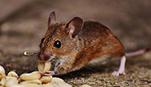 24 Hour & Emergency Exterminators in Telford, PA